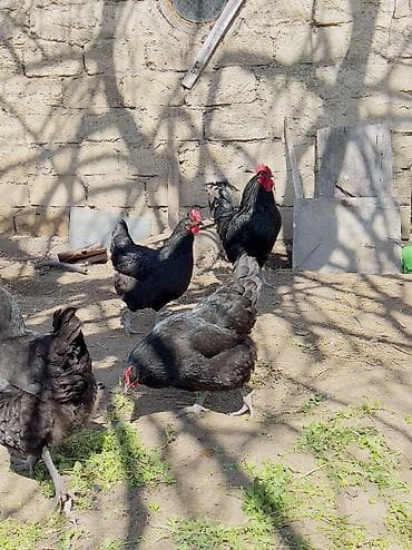 ucuz it: Toyuq, Ətlik — 4