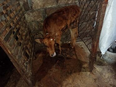 simmental inək cinsi: Südlük inəklər və buzov - Şəkillərdə iki südlük inək və bir buzov — 3