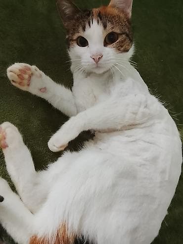 ucuz pisik: Yaxşı əllərə — 3