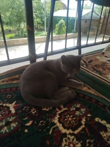 британская голубая кошка: Русская голубая, В добрые руки — 2