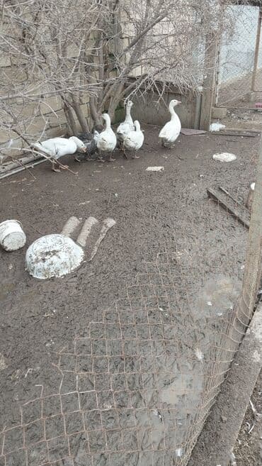 Digər heyvanlar: Qazlar satılır - Növ: ev qazı (ağ rəngli, aralarında bir-iki boz — 2