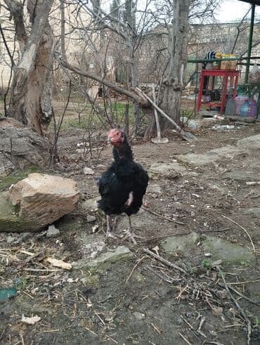 cins xoruzlar: Xoruz, Heyratı, il: 1, Ünvandan götürmə — 3