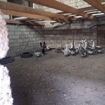 qaz balari: Qaz və toyuq sürüsü - Növ: qarışıq qaz sürüsü (ağ və boz-rəngli) + — 3