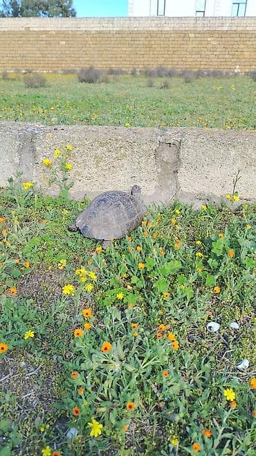 Quru tısbağa Evcil tısbağa belə at kimi gedir - Növ: quru/səhra