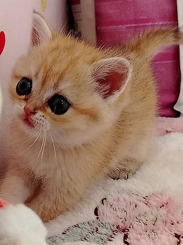Ev pişiyi balaları – çox rəngli və tüklü balalar Məhsul təsviri: -