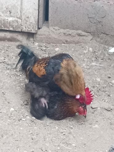 kənd toyuqu: Toyuq, Damazlıq, Ünvandan götürmə — 4