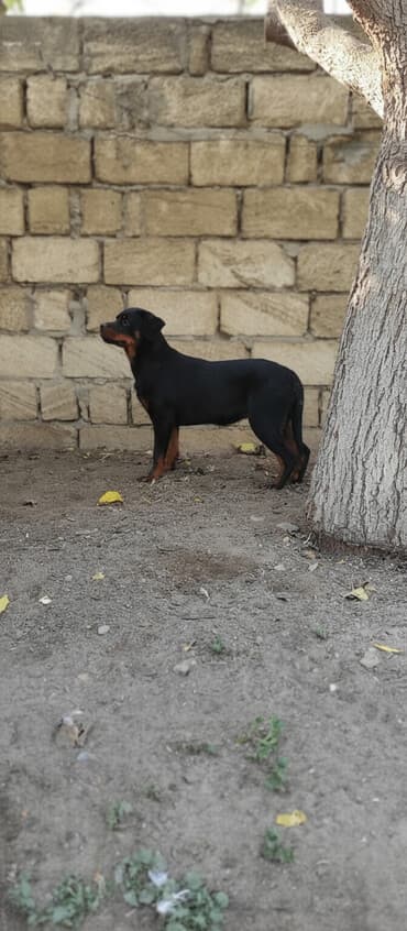 lelekli heyvanlar: Rotveyler — 1