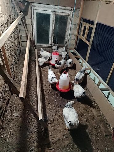 çin bıldırcını: Toyuq, Brama, Damazlıq — 1