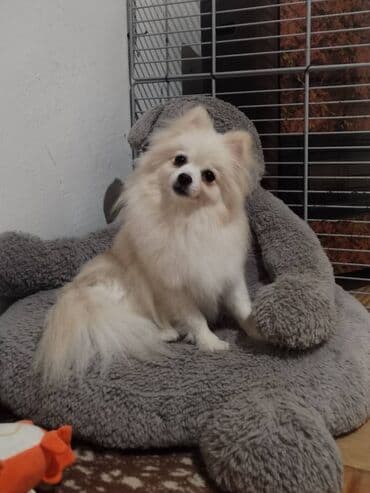 Şpitz, 2 il, Dişi, Peyvəndli