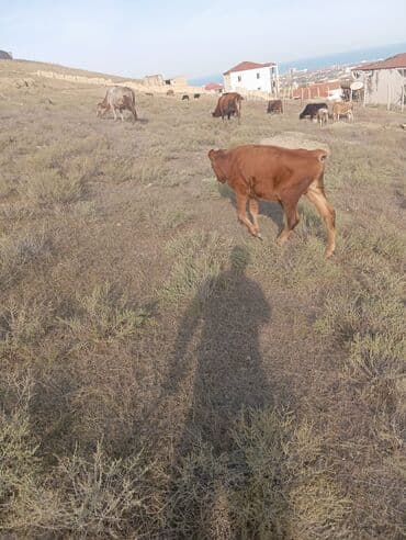 cins inekler: Erkek dana basqalarida var — 3