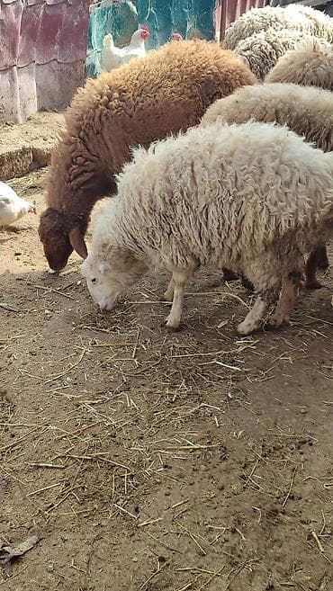 Mal-qara: Erkek quzu Satılır Kürdəxanıdadi sağlam problemsiz heyvandi. Qurbana — 3