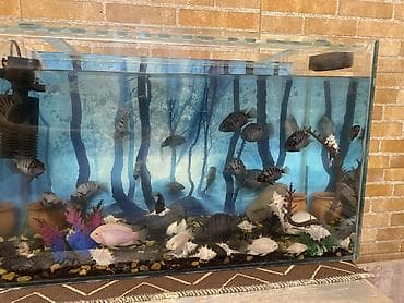 akvarium baliq bazari: Salam . Akvarium Və balıqlar bir yerdə satılır.100 manat. Çixlet — 8