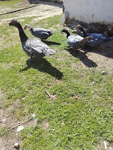 ordek satisi: Şəkildəki Macarıstan sortu Lal ördəklər satılır. 1 dənəsi kürt düşüb — 1