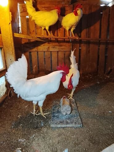 самюн ван в душанбе: Salam sağlam kənd xoruzları ünvan Kürdəxanı — 5