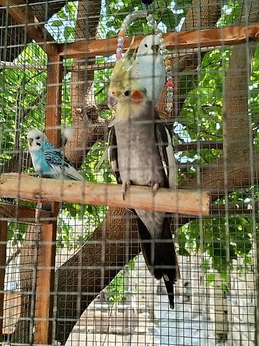 tutu quşu: 3eded saglam celd aktiv quslardi rial aliciya cuzi endirim olacaq — 2