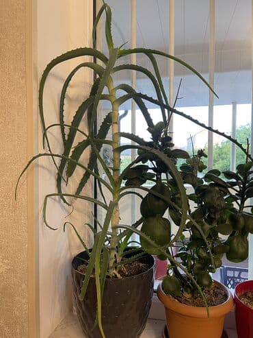 алоэ пайдасы: Aloe Vera bitkisi Baxımı asan, havanı təmizləyən və şəfalı — 3