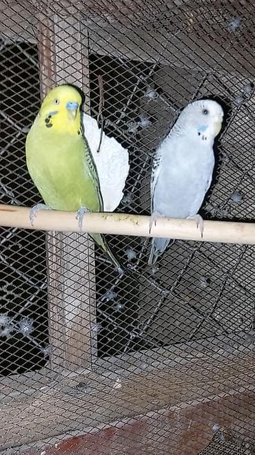 tutuquş: Salam quslar saglam quslardi 2 eded hazir cut olan korella qusu ve 4 — 8