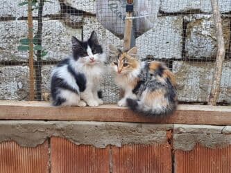 erkek pişik: Erkək, Dişi, Yaxşı əllərə, Ünvandan götürmə — 7