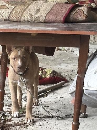 it bazarinda qiymetler: 4 Ayliq Erkek pitbull rednose isteyen olsa ata ana sekili ata bilerem — 3