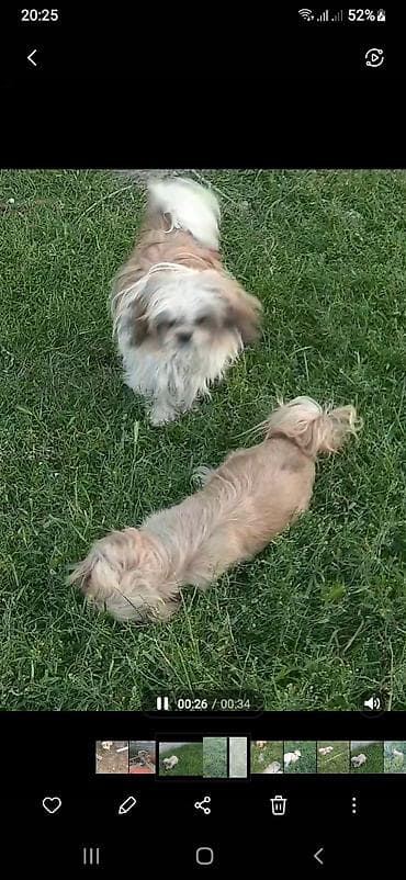 pulsuz it sahiblənmək: Pekines, 8 ay, Erkek, Ödənişli çatdırılma — 3