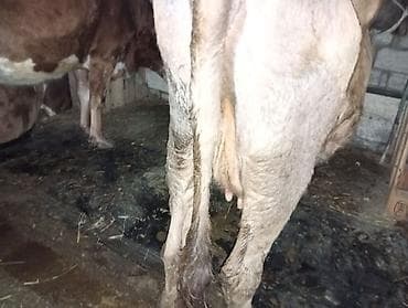 menks cinsli pişik: Dana, buzov, Erkək, ay: 12, Ətlik — 4