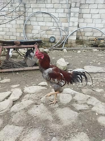 tap az zvonok itler: Qırmızı xoruz 3 yaş yarım. damazlıq. bu biri balaca qırmızı iyun — 10
