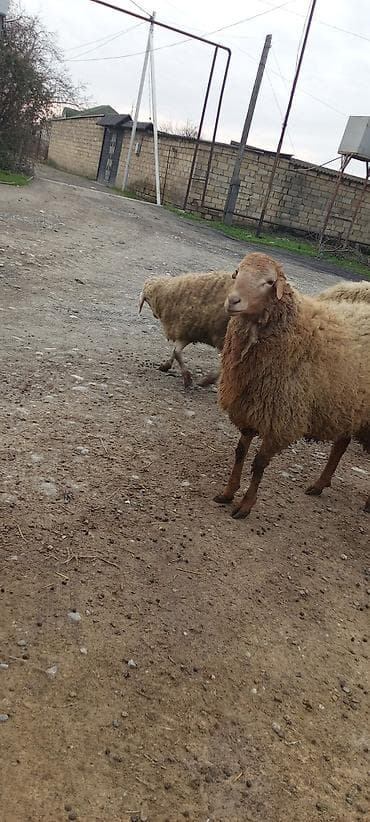 Qoyun sürüsü satılır - Cins: yerli yağlı quyruq (qonur-açıq qəhvəyi