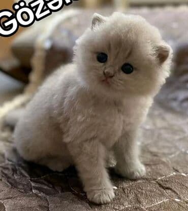 şotlan pişik: Şotland yastı qulaq, Erkək, Dişi, Yaxşı əllərə, Ünvandan götürmə, Pulsuz çatdırılma, Ödənişli çatdırılma — 58