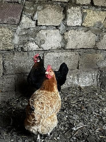 Курица, Для яиц — 5