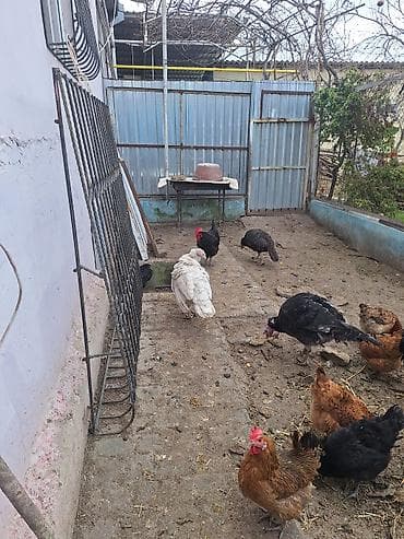 cənnət quşu: 2 xoruz 2 fərədi ramanıdadı . yumurtuyullar ağ fərə uje — 5