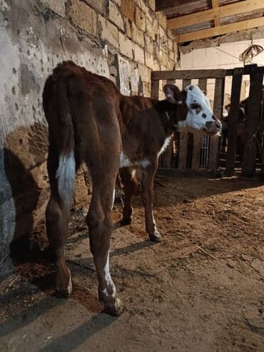 smental inekler: Saf qan simental erkək buzov. Anası şəkildə gördüyünüz simentaldı. 1 — 2
