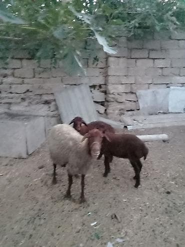Inəklər, öküzlər: Salam endirim olacaq dişi qoyun iki balasıyla əkiz 1 Erkey 1 dişi — 4