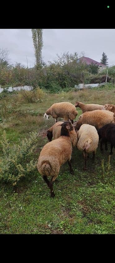 cins inekler: Saglam heyvanlardi 9erkey 5 diwidi — 2