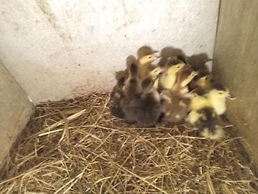 cuce satışı: Lal Ördək balaları krasnadar hind ördəkləri ilə yerli ördəklərin — 2