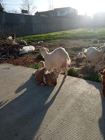 sudluk keciler: Məhsul: Evdə saxlanılan keçilər və balaları Təsvir: - Şəkillərdə süd — 2