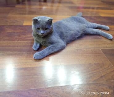 домашние котята добрые руки: Шотладская вислоухая, Самец, В добрые руки — 2