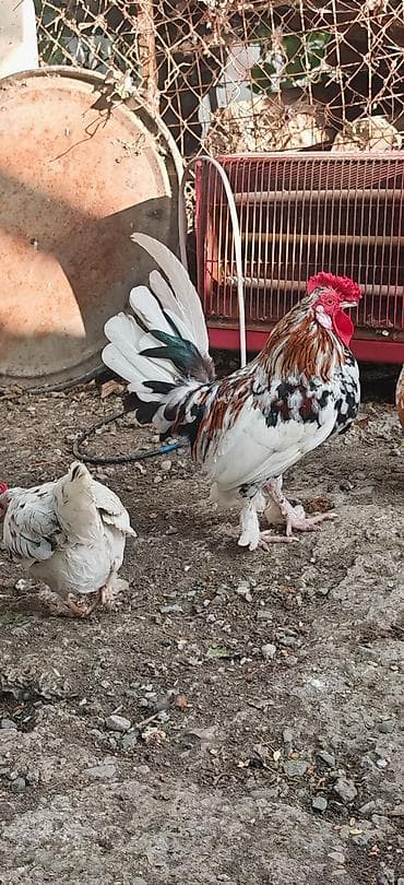 tutuquşu satışı: Yetiwkin damazliq yaponkalardi cox xirda novdu fere yumurtlayir tek — 3