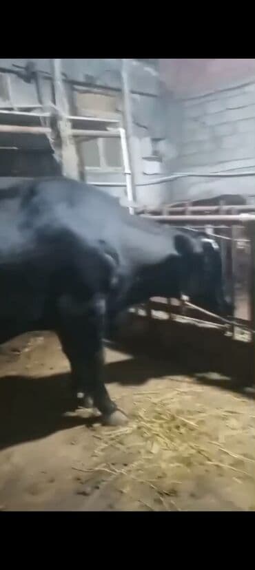 Erkək, il: 3, 900 kq, Ətlik — 7