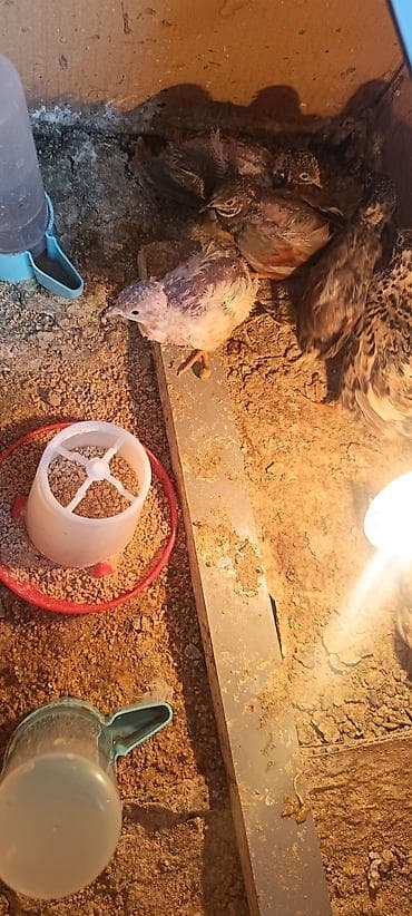 kakadu quşu: Çin bildirçini 3 erkek satılır — 2