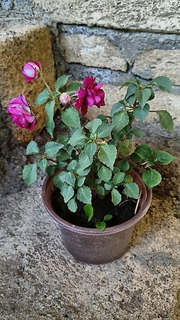 роза гул: Saksıda “Impatiens” (balzam/yenibahar) dekorativ çiçək bitkisi - Növ — 9