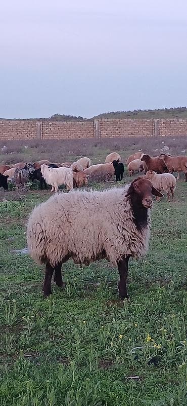 cins qoyunlar: Erkək, il: 3, Damazlıq — 3