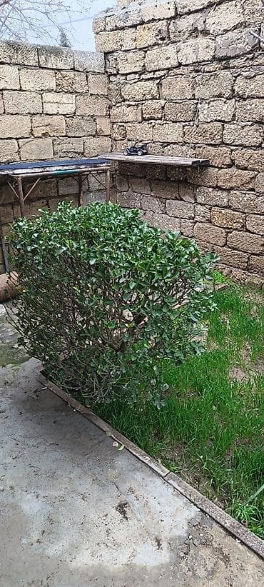 Çöl bitkiləri: Ucunu 35 manata verirem boyukdu bu qiymete bele gul yox — 3