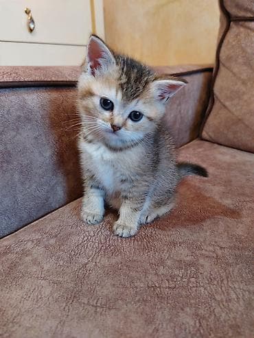 syam pişik: Britan — 4