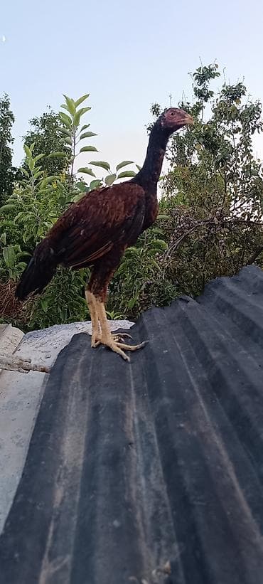 4 aylıq becedi martin 21 i cixib cinsi qani temiz tam saglam bece bos