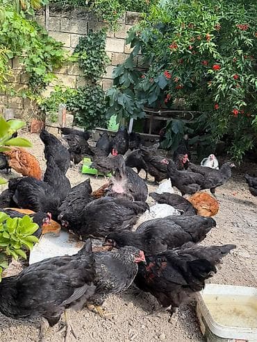 Ay yarimliqdan 4 ayliqa qeder var. Temiz qan. astrolop toyuqlari