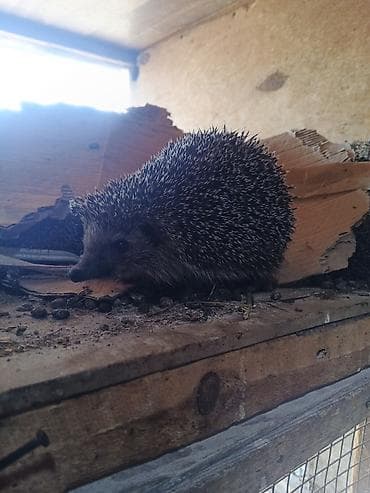 tap az xaski: Kirpilerimiz var satışda ünvan Sabunçu bazarı — 5