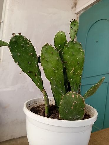 mal dili bitkisi: Opuntia (tikanlı armud) kaktusu – saksıda dibcekle birge 12 dibceksiz — 2