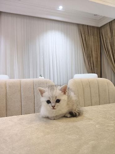 pisiyler: Şotland — 1