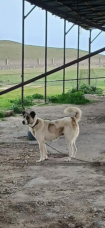 alabay dişi: Qurdbasar, 1 il, Dişi, Peyvəndli, Ödənişli çatdırılma — 3