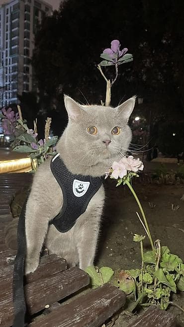 pişik geyimi: Britan, Erkək — 3